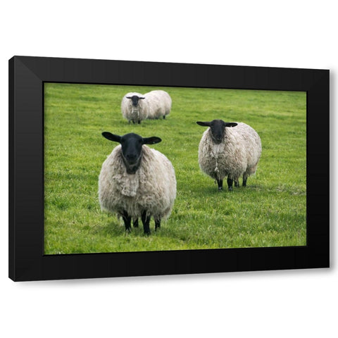 Blackface ewe-Northumberland-England-UK Black Modern Wood Framed Art Print by Su, Keren