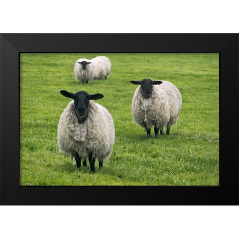 Blackface ewe-Northumberland-England-UK Black Modern Wood Framed Art Print by Su, Keren