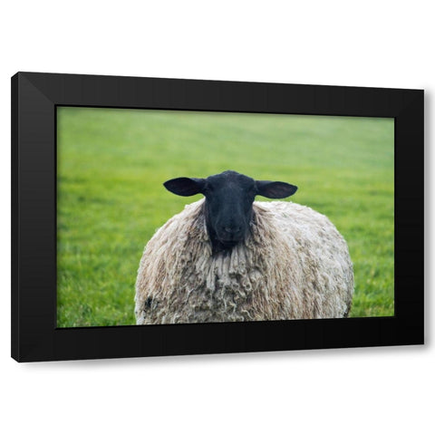 Blackface ewe-Northumberland-England-UK Black Modern Wood Framed Art Print with Double Matting by Su, Keren