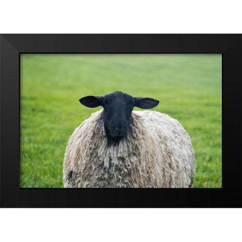 Blackface ewe-Northumberland-England-UK Black Modern Wood Framed Art Print by Su, Keren