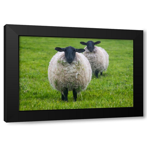 Blackface ewe-Northumberland-England-UK Black Modern Wood Framed Art Print by Su, Keren
