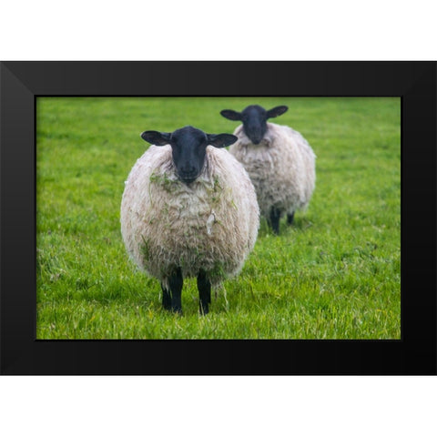 Blackface ewe-Northumberland-England-UK Black Modern Wood Framed Art Print by Su, Keren