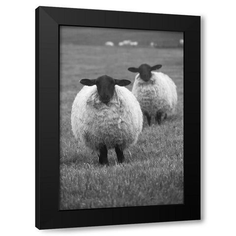 Blackface ewe-Northumberland-England-UK Black Modern Wood Framed Art Print with Double Matting by Su, Keren