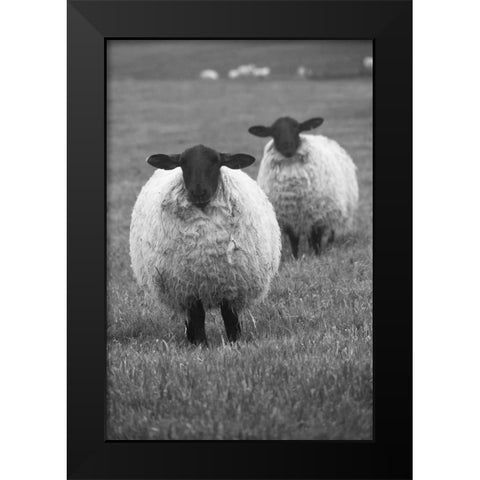 Blackface ewe-Northumberland-England-UK Black Modern Wood Framed Art Print by Su, Keren