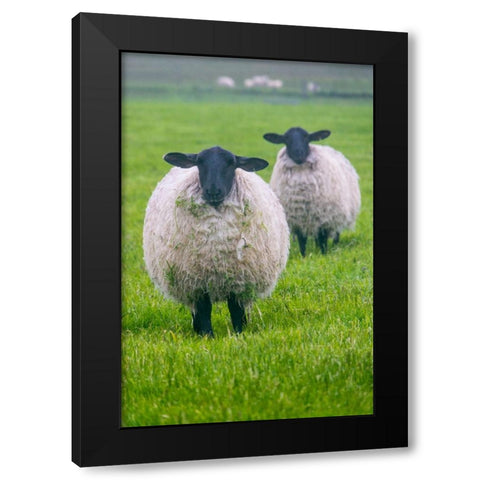 Blackface ewe-Northumberland-England-UK Black Modern Wood Framed Art Print with Double Matting by Su, Keren