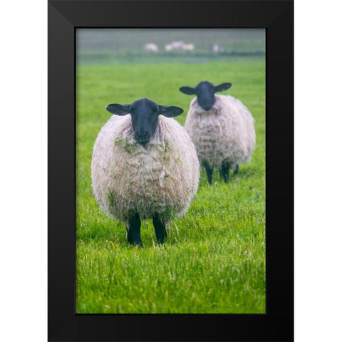 Blackface ewe-Northumberland-England-UK Black Modern Wood Framed Art Print by Su, Keren