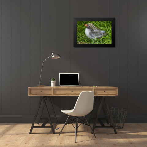 Europe, England, Farne Islands Arctic tern chick Black Modern Wood Framed Art Print by Illg, Cathy and Gordon