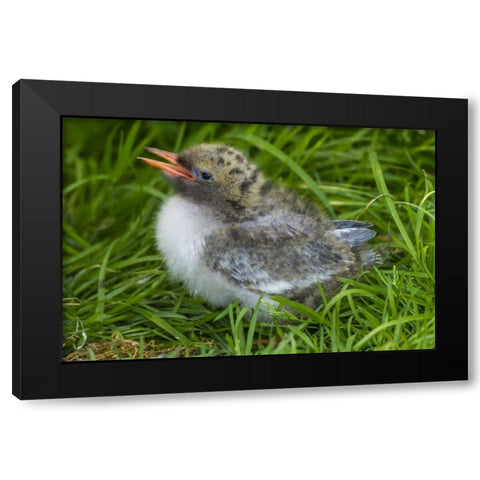 Europe, England, Farne Islands Arctic tern chick Black Modern Wood Framed Art Print by Illg, Cathy and Gordon