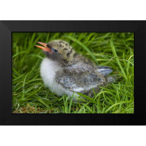 Europe, England, Farne Islands Arctic tern chick Black Modern Wood Framed Art Print by Illg, Cathy and Gordon