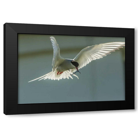 England, Farne Islands Arctic tern with fish Black Modern Wood Framed Art Print by Illg, Cathy and Gordon