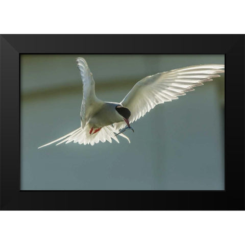 England, Farne Islands Arctic tern with fish Black Modern Wood Framed Art Print by Illg, Cathy and Gordon