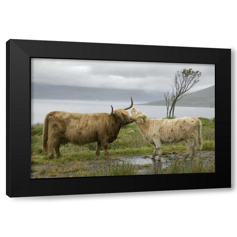 Scotland, Highland cows courting and grooming Black Modern Wood Framed Art Print with Double Matting by Anon, Ellen