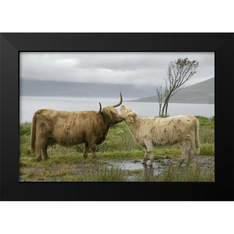 Scotland, Highland cows courting and grooming Black Modern Wood Framed Art Print by Anon, Ellen