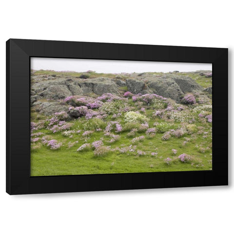 Scotland, Isle of May Flowers and boulders Black Modern Wood Framed Art Print by Morris, Arthur