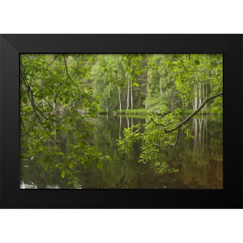 Scotland, Cairngorm NP Calm lake in forest Black Modern Wood Framed Art Print by Illg, Cathy and Gordon