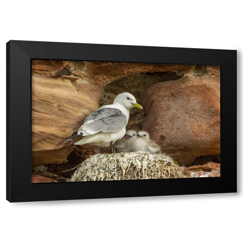 Scotland, Dunbar Kittiwake parent and chicks Black Modern Wood Framed Art Print with Double Matting by Illg, Cathy and Gordon