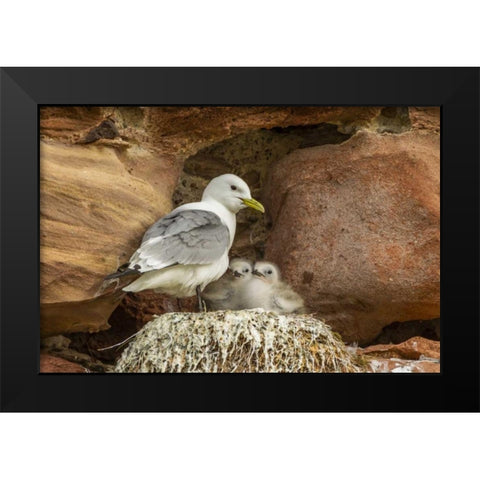 Scotland, Dunbar Kittiwake parent and chicks Black Modern Wood Framed Art Print by Illg, Cathy and Gordon