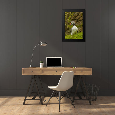 Scotland, Shetland Isl Atlantic puffin with fish Black Modern Wood Framed Art Print by Illg, Cathy and Gordon