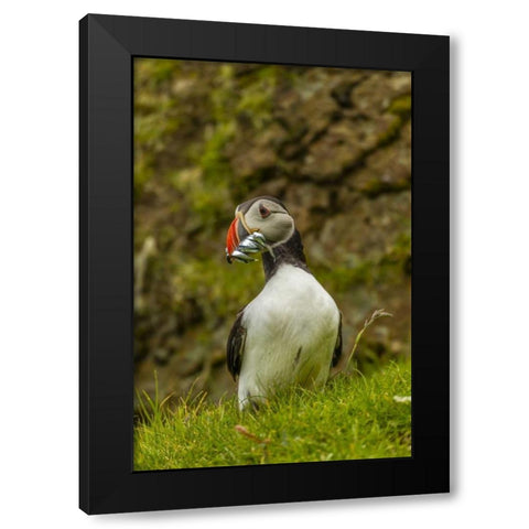 Scotland, Shetland Isl Atlantic puffin with fish Black Modern Wood Framed Art Print by Illg, Cathy and Gordon
