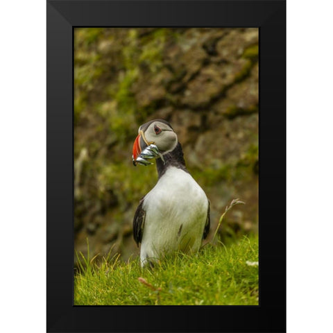 Scotland, Shetland Isl Atlantic puffin with fish Black Modern Wood Framed Art Print by Illg, Cathy and Gordon