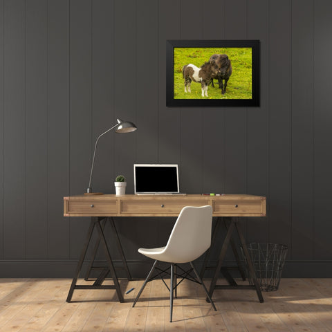 Shetland Islands Shetland pony and offspring Black Modern Wood Framed Art Print by Illg, Cathy and Gordon