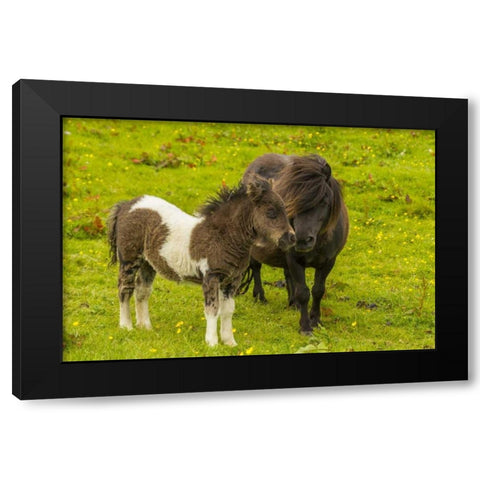 Shetland Islands Shetland pony and offspring Black Modern Wood Framed Art Print by Illg, Cathy and Gordon