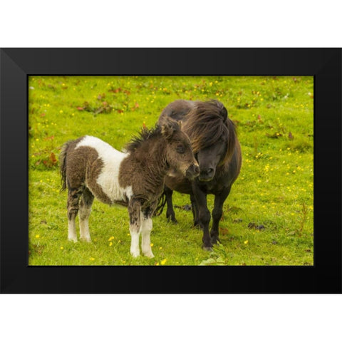 Shetland Islands Shetland pony and offspring Black Modern Wood Framed Art Print by Illg, Cathy and Gordon