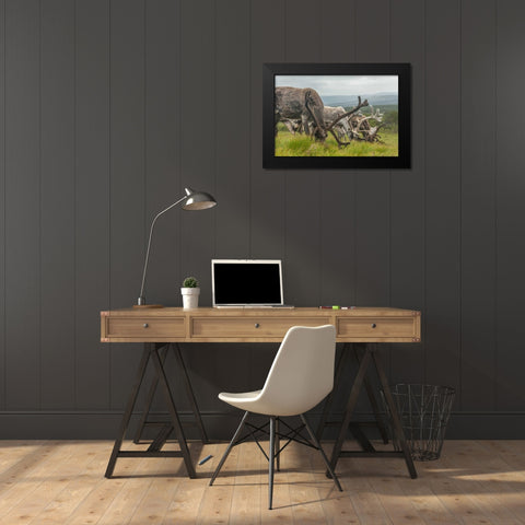 Europe, Scotland, Cairngorm NP Reindeers grazing Black Modern Wood Framed Art Print by Illg, Cathy and Gordon