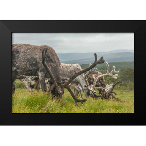 Europe, Scotland, Cairngorm NP Reindeers grazing Black Modern Wood Framed Art Print by Illg, Cathy and Gordon