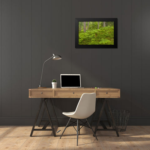 Europe, Scotland, Cairngorm NP Forest ferns Black Modern Wood Framed Art Print by Illg, Cathy and Gordon