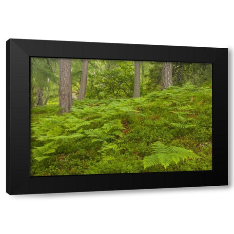 Europe, Scotland, Cairngorm NP Forest ferns Black Modern Wood Framed Art Print by Illg, Cathy and Gordon