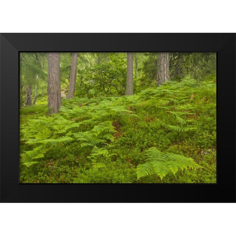 Europe, Scotland, Cairngorm NP Forest ferns Black Modern Wood Framed Art Print by Illg, Cathy and Gordon