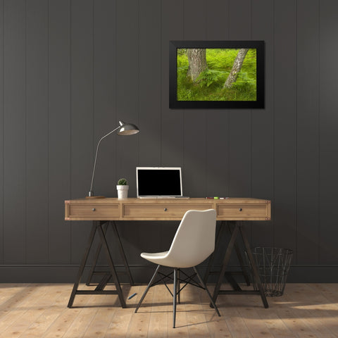 Europe, Scotland, Cairngorm NP Forest ferns Black Modern Wood Framed Art Print by Illg, Cathy and Gordon