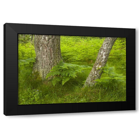 Europe, Scotland, Cairngorm NP Forest ferns Black Modern Wood Framed Art Print by Illg, Cathy and Gordon