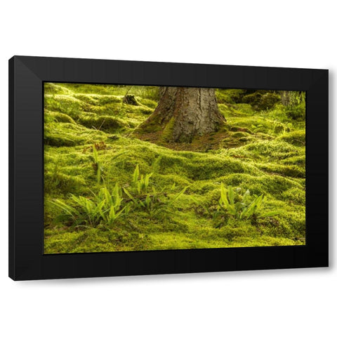 Europe, Scotland, Cairngorm NP Forest ferns Black Modern Wood Framed Art Print by Illg, Cathy and Gordon
