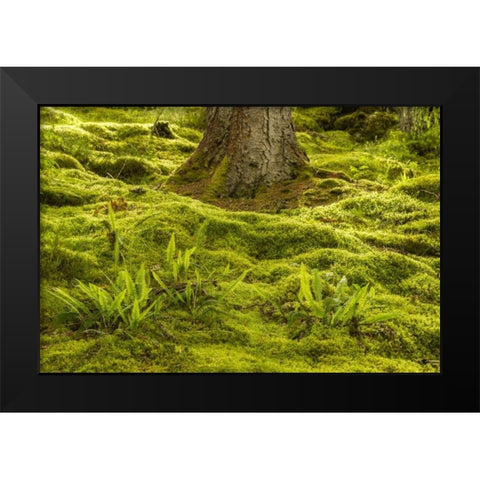 Europe, Scotland, Cairngorm NP Forest ferns Black Modern Wood Framed Art Print by Illg, Cathy and Gordon