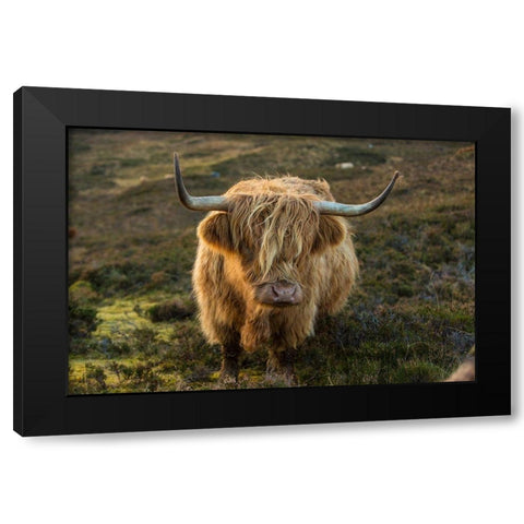 Scotland-The Isle of Skye Close-up of highland cow Black Modern Wood Framed Art Print with Double Matting by Jaynes Gallery