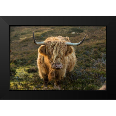 Scotland-The Isle of Skye Close-up of highland cow Black Modern Wood Framed Art Print by Jaynes Gallery