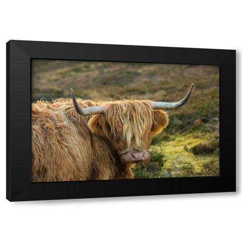 Scotland-The Isle of Skye Close-up of highland cow Black Modern Wood Framed Art Print by Jaynes Gallery