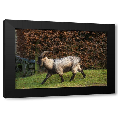 Scotland Dutch landrace goat walking Black Modern Wood Framed Art Print by Jaynes Gallery