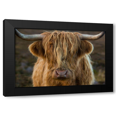 Scotland-The Isle of Skye Close-up of highland cow Black Modern Wood Framed Art Print with Double Matting by Jaynes Gallery