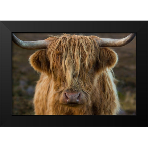 Scotland-The Isle of Skye Close-up of highland cow Black Modern Wood Framed Art Print by Jaynes Gallery