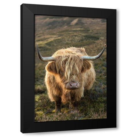 Scotland-The Isle of Skye Close-up of highland cow Black Modern Wood Framed Art Print by Jaynes Gallery