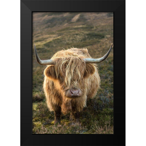 Scotland-The Isle of Skye Close-up of highland cow Black Modern Wood Framed Art Print by Jaynes Gallery
