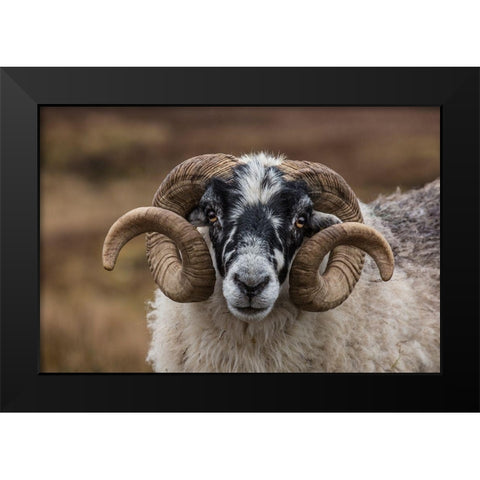 Scotland Scottish black-faced sheep head close-up Black Modern Wood Framed Art Print by Jaynes Gallery