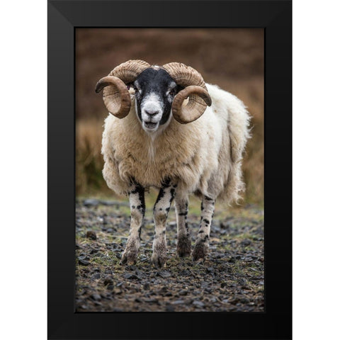 Scotland Scottish black-faced sheep close-up Black Modern Wood Framed Art Print by Jaynes Gallery