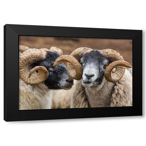Scotland Scottish black-faced sheep close-up Black Modern Wood Framed Art Print by Jaynes Gallery