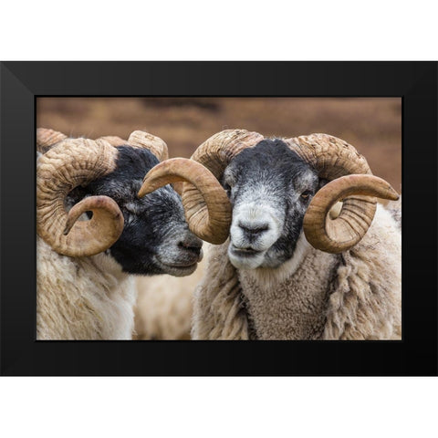 Scotland Scottish black-faced sheep close-up Black Modern Wood Framed Art Print by Jaynes Gallery
