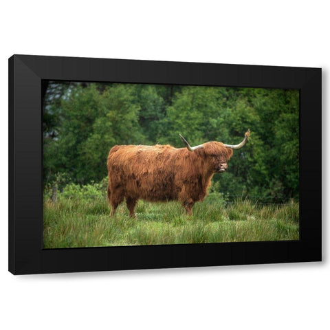 Scotland-The Isle of Skye Close-up of highland cow Black Modern Wood Framed Art Print with Double Matting by Jaynes Gallery