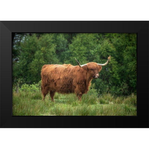Scotland-The Isle of Skye Close-up of highland cow Black Modern Wood Framed Art Print by Jaynes Gallery